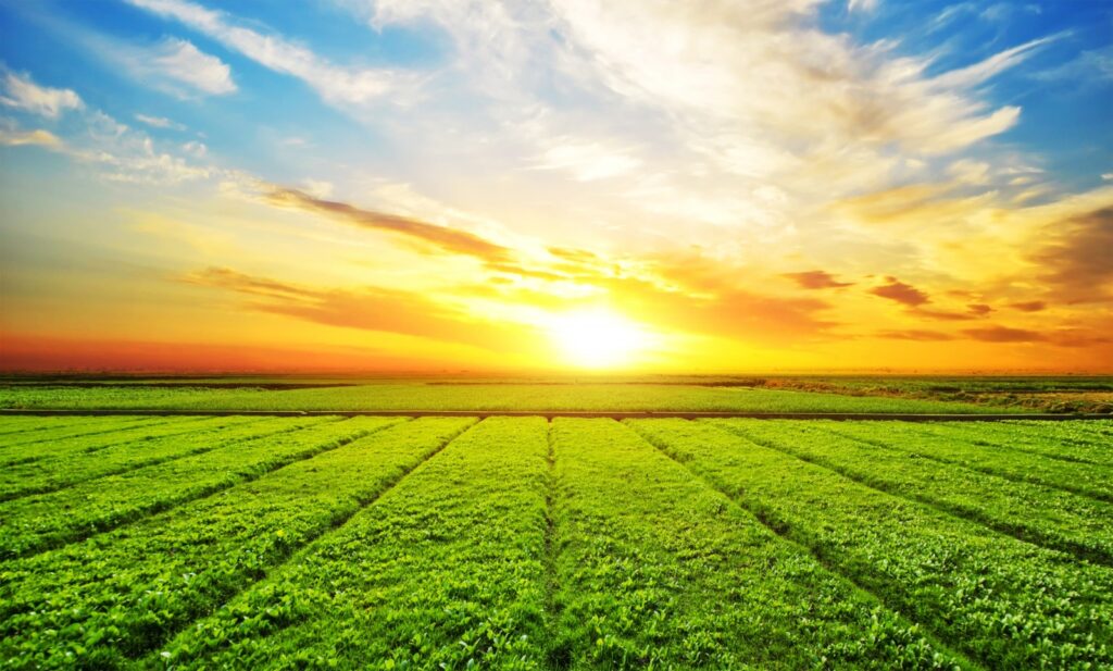 Golden sunrise over lush green agricultural field with neatly arranged crop rows and glowing sky.