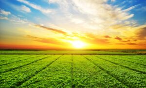 Golden sunrise over lush green agricultural field with neatly arranged crop rows and glowing sky.